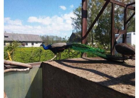 Недостроенная агроусадьба в Копыльском районе