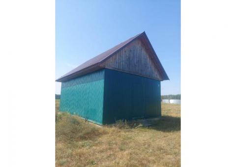 Плантация голубики в Беловежской пуще