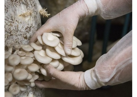 Продажа грибного производства